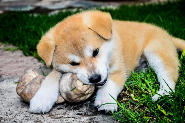 štěně akita inu