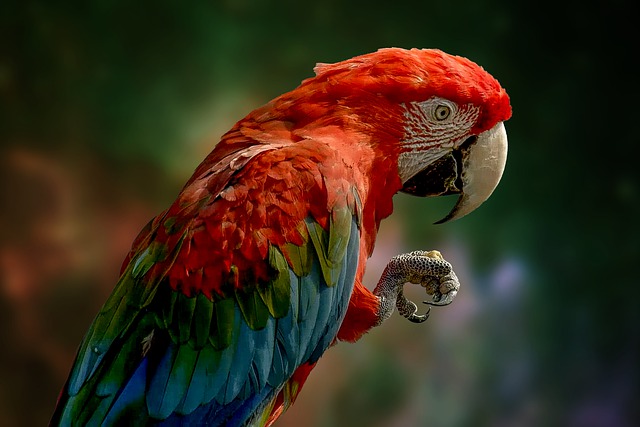 barevný pták