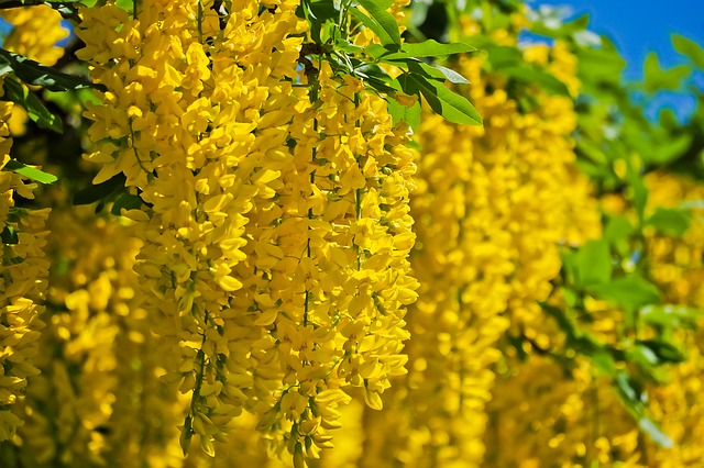 žluté květy